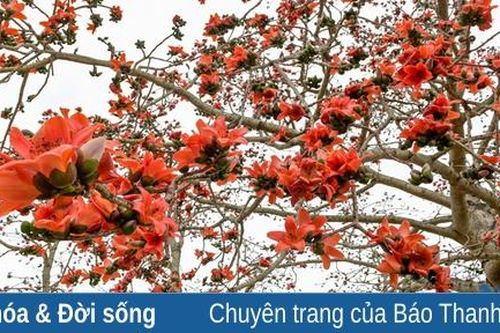 Những loài hoa 'gọi tên' tháng Ba