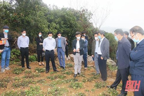 Triển khai nhiệm vụ đăng ký bảo hộ, quản lý và phát triển chỉ dẫn địa lý cho sản phẩm Sâm Báo huyện Vĩnh Lộc