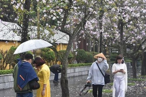 'Rần rần' check-in với con đường hoa ban đẹp nhất Hà Nội