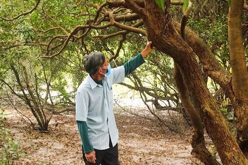Quảng Bình: Rừng trâm bầu gần 500 năm tuổi, 'báu vật' của làng biển