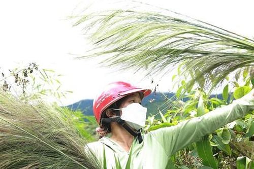 Người dân Đắk Lắk hái 'lộc trời' trên đỉnh Chư Yang Sin