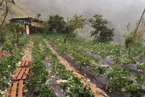 Mưa đá làm thủng mái nhà và thiệt hại hoa màu ở Sơn La