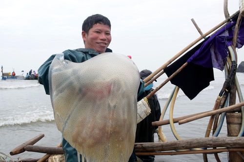 Ngư dân hối hả vào mùa đánh bắt sứa biển