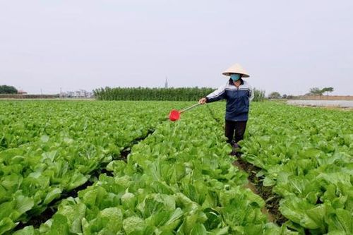 Xăng dầu tăng giá, làng nghề, hợp tác xã nông nghiệp 'khó chồng khó'