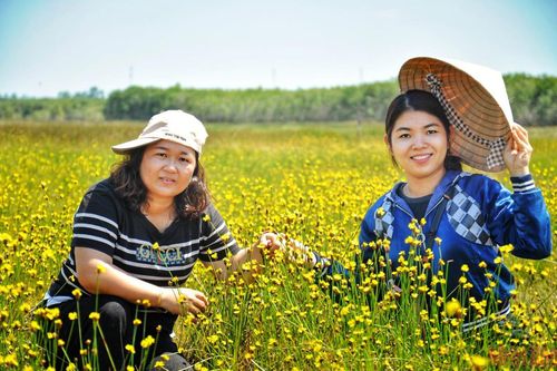 Vườn Quốc gia Tràm Chim mở tour tham quan hoa hoàng đầu ấn
