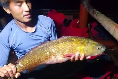 Cá vàng lấp lánh xuất hiện ở Hà Tĩnh: Nghi loài cực quý hiếm!