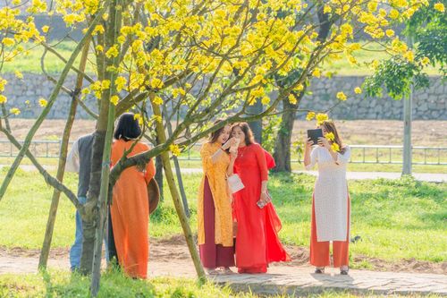 Huế ban hành kế hoạch xây dựng 'xứ sở mai vàng của Việt Nam'