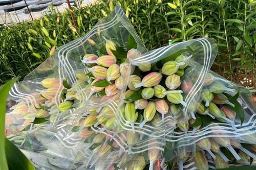 Đắt 'khét' chợ hoa ngày 8/3, ly kép giá tiền triệu vẫn 'cháy hàng'