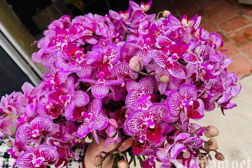 Lan hồ điệp, Trần Mộng đổ bộ thị trường 8/3, giá rẻ như rau