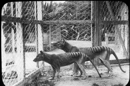 Australia nghiên cứu hồi sinh hổ Tasmania