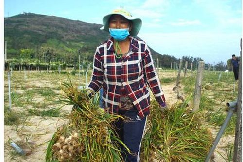 Quảng Ngãi: Sản lượng tỏi Lý Sơn chỉ còn 30%