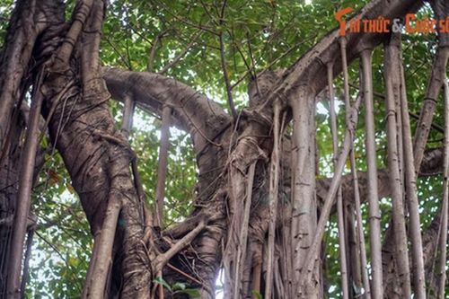 Cận cảnh cây đa cổ thụ kỳ vĩ hiếm có giữa phố phường Hà Nội
