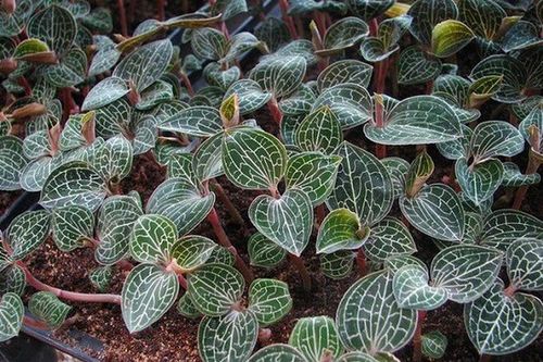 Đụng độ loài cây tuyệt đẹp, người đi rừng sửng sốt: 'Phải tránh xa!'