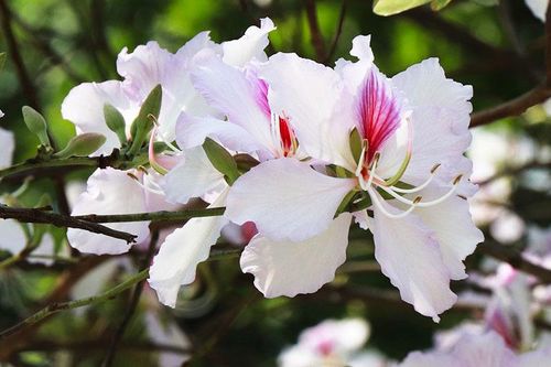 Loại hoa rừng Tây Bắc xuống phố Hà Nội 150 nghìn/kg 'xếp hàng' mua để... ăn