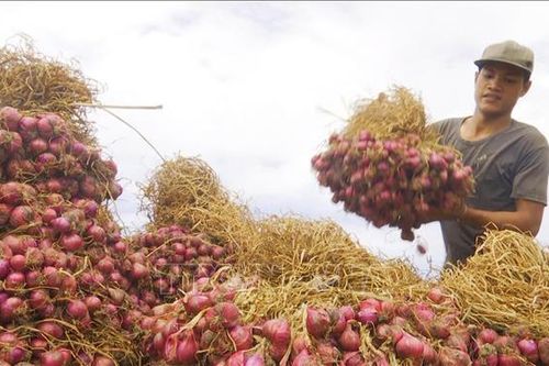 Liên kết tiêu thụ hành tím Vĩnh Châu