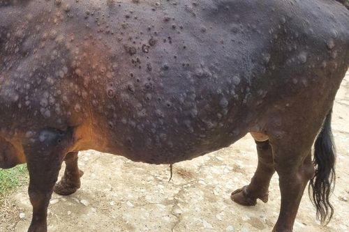 Khánh Hòa: Dành trên 29 tỷ đồng phòng, chống bệnh viêm da nổi cục ở trâu bò