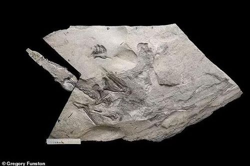 'Soi' đá bờ biển, đụng độ quái vật 170 triệu tuổi như mới chết hôm qua