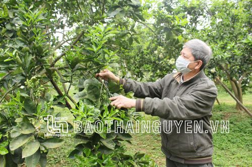 Chuyện về lão nông 'nhạy' và 'bén'