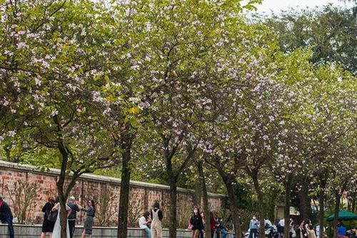 Mê mẩn với sắc hoa ban trắng núi rừng tây bắc ngay giữa lòng Hà Nội