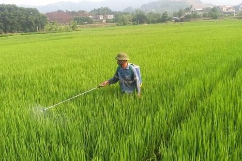 Phú Yên: Hơn 152 ha lúa bị sâu bệnh gây hại
