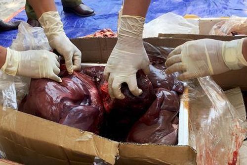 Chặn xe khách chở 1,6 tấn heo sữa hôi thối vào TP.HCM tiêu thụ