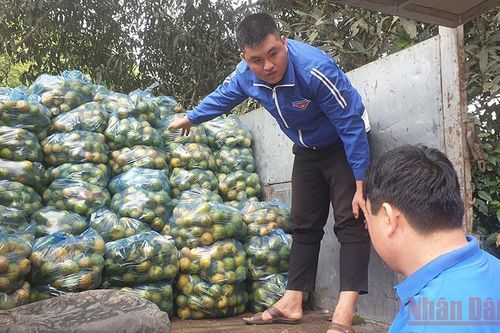 Quýt PQ Nghệ An trúng mùa, được giá