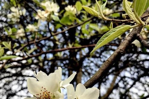 Hoa táo mèo Tây Bắc xuống phố hút dân mê hoa đặt mua