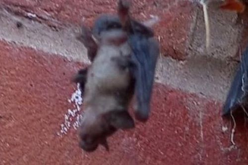 Kinh ngạc nhện tinh quái giăng bẫy săn dơi rồi từ từ 'thưởng thức'