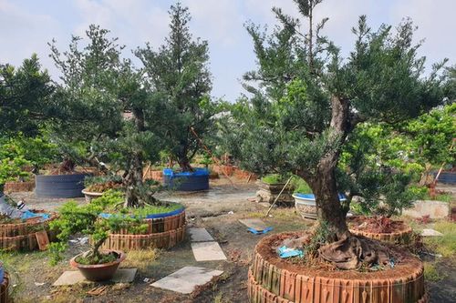 Điều đặc biệt trong vườn kiểng cổ thụ lớn nhất miền Tây