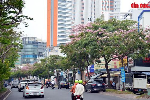 Đường phố TP Hồ Chí Minh thơ mộng trong sắc hoa kèn hồng