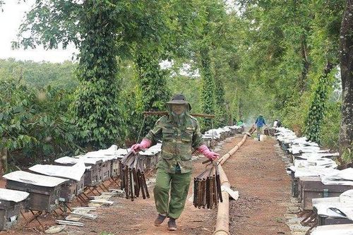 Mùa thu hoạch mật ong ở Đắk Lắk
