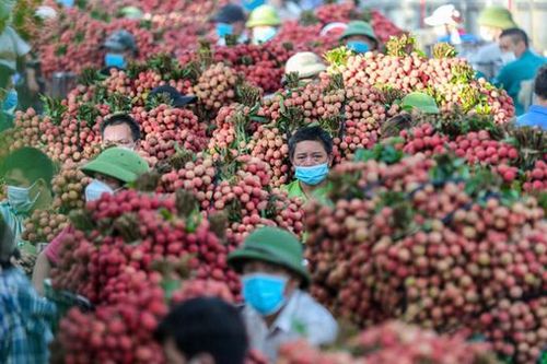 Đóng mở cửa khẩu theo kiểu 'tắc bụp', Bắc Giang họp bàn phương án tiêu thụ vải thiều