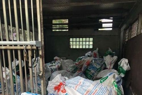Xe khách chở 1,6 tấn heo sữa hôi thối từ miền Trung vào TPHCM tiêu thụ