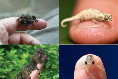 Tuyển tập những động vật bé tin hin lạ lùng nhất quả đất