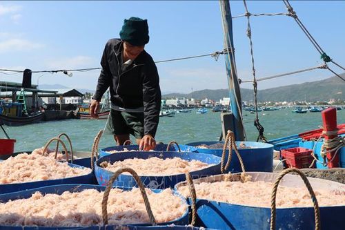 Chi phí tăng, ngư dân vẫn vươn khơi bám biển