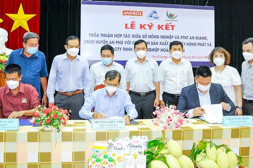 An Giang: Liên kết xây dựng vùng nguyên liệu xoài đạt chuẩn quốc tế