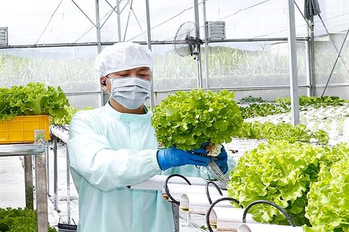 Vườn rau chuẩn quốc tế ở Diên Đồng