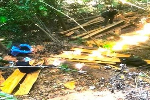 Liều lĩnh khai thác gỗ cổ thụ ở Măng Đen