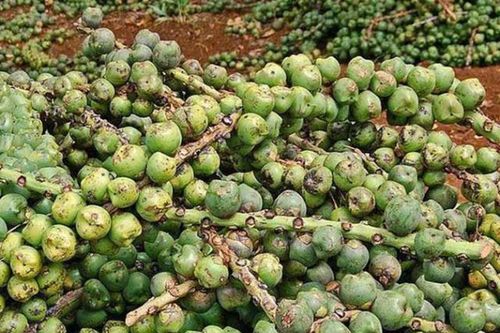 Cây dại xưa không ai ngó, nay dân đi hái về bán 240.000/kg