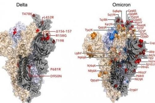 Covid-19: Biến thể lai Deltacron xuất hiện ở Anh, chuyên gia cảnh báo