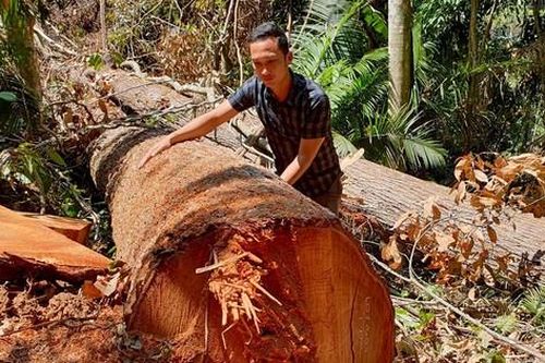 Phát hiện vụ phá rừng khủng khiếp ở Măng Đen