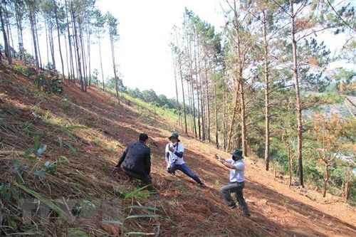 Lâm Đồng: Hàng chục cây thông 20 năm tuổi bị cưa hạ để chiếm đất rừng