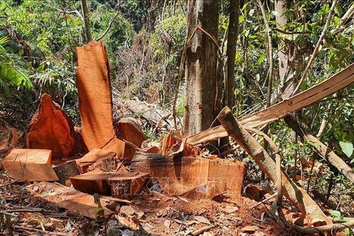Phát hiện vụ phá rừng tại huyện Kon Plông, Kon Tum