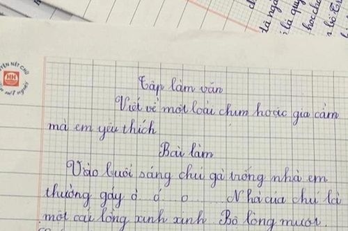 Học sinh tiểu học làm văn tả CON GÀ TRỐNG, đọc đến chi tiết cuối mà dân tình cười xỉu ba ngày chưa tỉnh: Con gà này chắc ĐỘT BIẾN