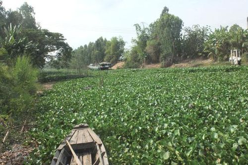 Lục bình lấn chiếm lòng kênh Cả Mũi gây khó khăn cho phương tiện tham gia giao thông
