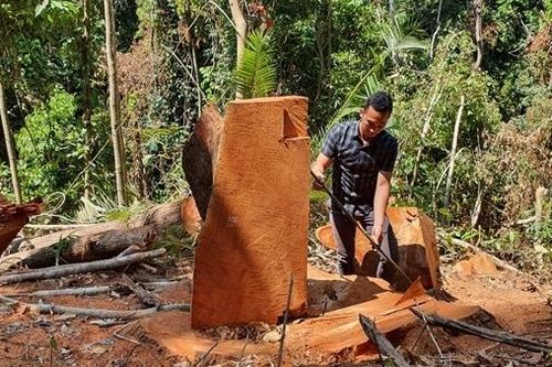 Phát hiện vụ phá rừng quy mô lớn tại Kon Tum