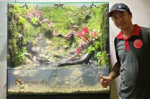 Từ bỏ công việc 'vạn người mơ', 8x khởi nghiệp từ đam mê với thủy sinh