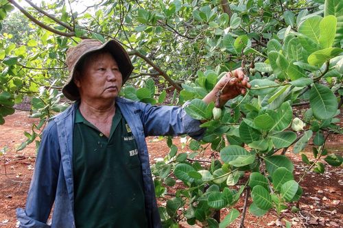 Điều mất mùa, rớt giá