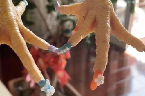 Người phụ nữ gây sốt mạng khi đăng ảnh làm nail cho gà cưng
