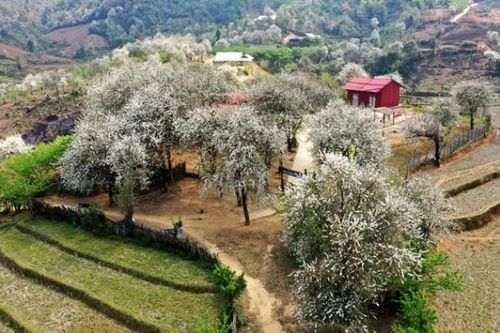 Lên Lùng Cúng ngắm rừng hoa sơn tra giữa lưng chừng trời